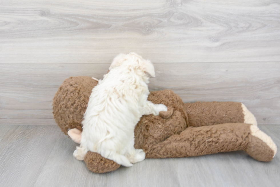 Energetic Maltepoo Poodle Mix Puppy