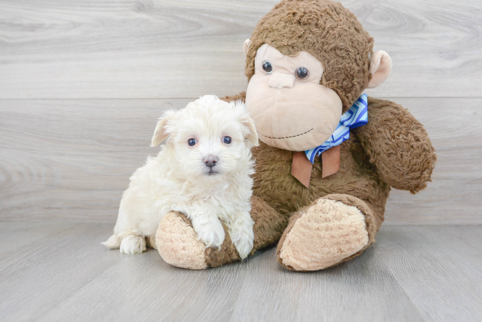 Petite Maltipoo Poodle Mix Pup