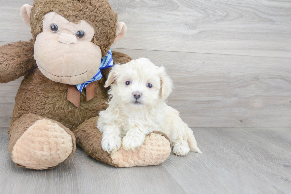 Energetic Maltese Poodle Poodle Mix Puppy