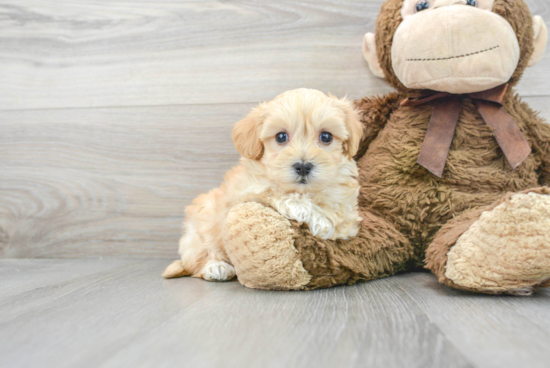 Cute Maltipoo Baby