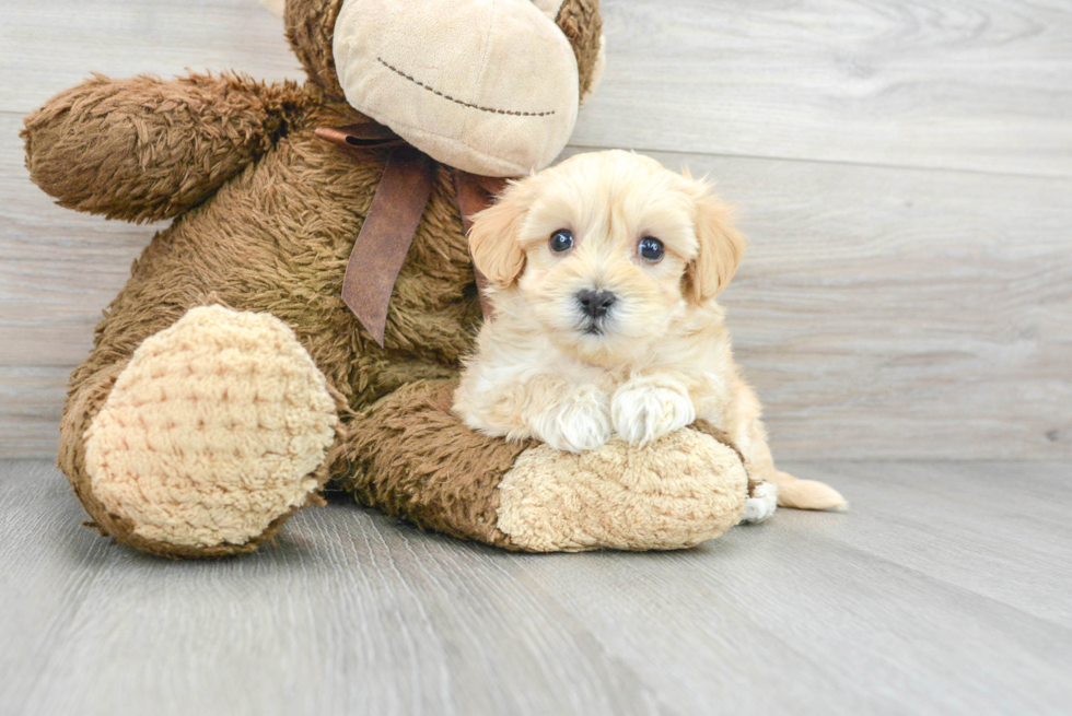 Playful Maltese Poodle Poodle Mix Puppy