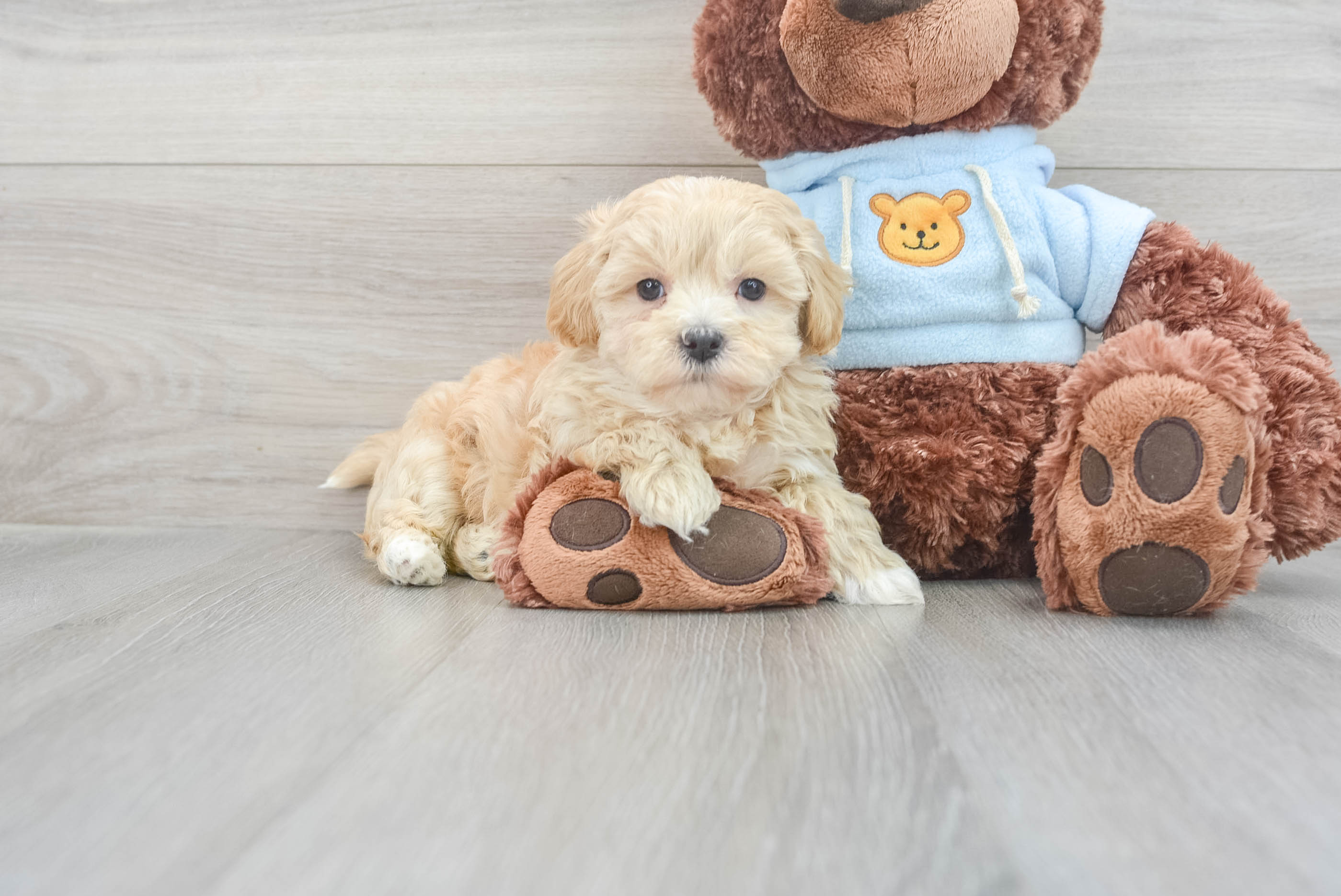 Best Maltipoo Baby