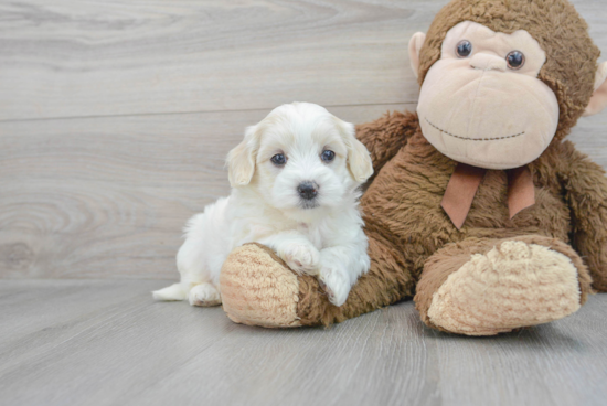 Fluffy Maltipoo Poodle Mix Pup