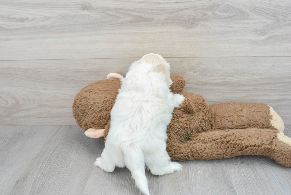 Popular Maltipoo Poodle Mix Pup