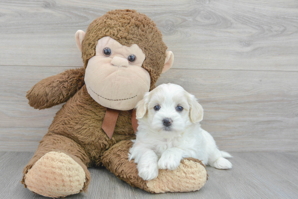 Best Maltipoo Baby