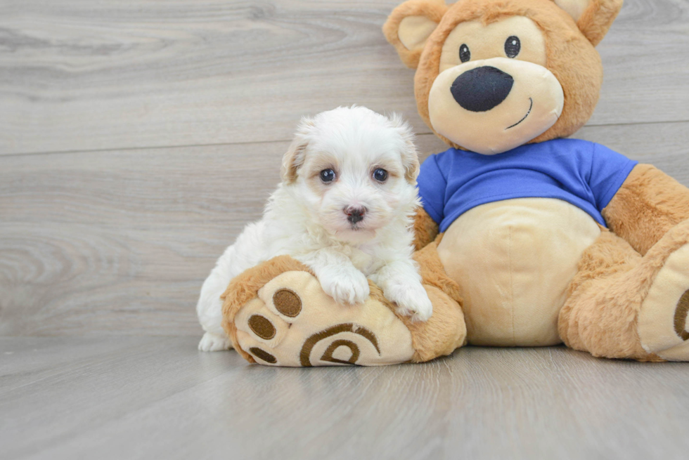 Maltipoo Puppy for Adoption