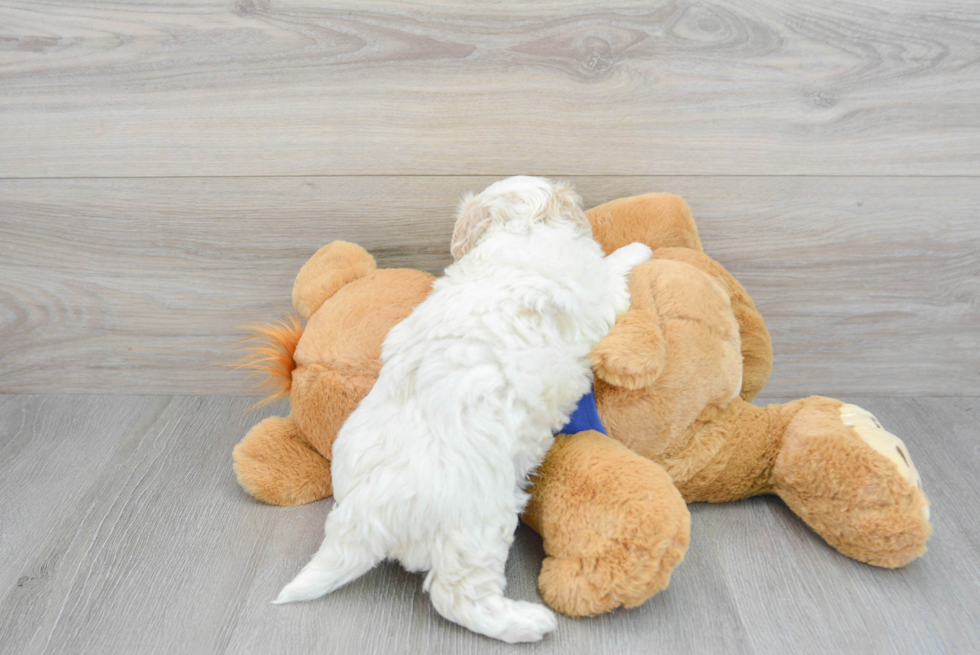 Petite Maltipoo Poodle Mix Pup