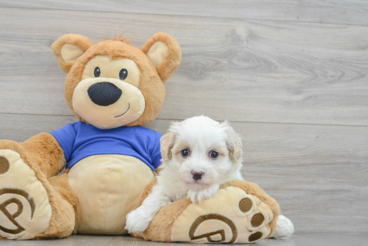 Sweet Maltipoo Baby