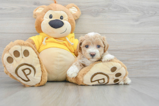 Playful Maltepoo Poodle Mix Puppy