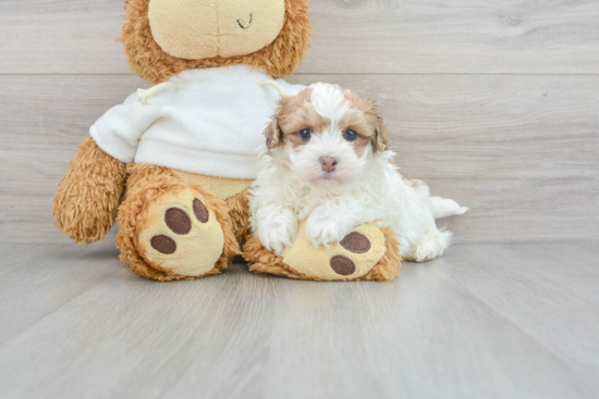 Fluffy Maltipoo Poodle Mix Pup