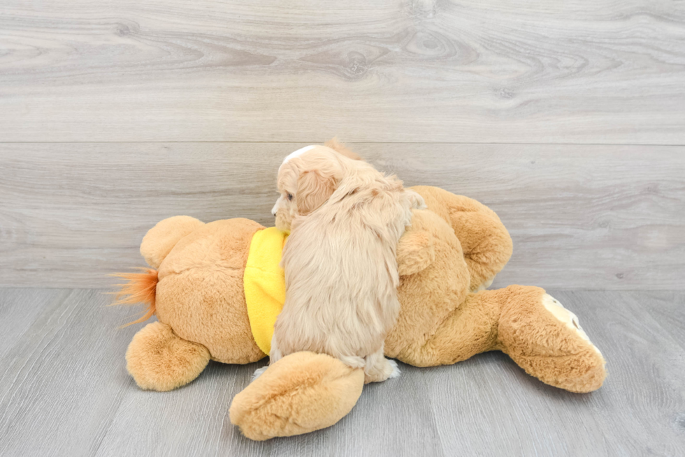 Maltipoo Pup Being Cute