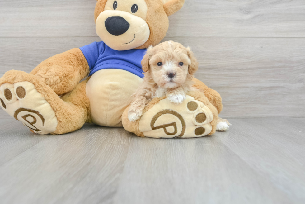 Best Maltipoo Baby