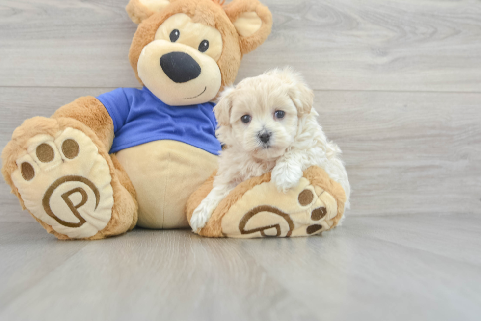 Happy Maltipoo Davie: 2lb 7oz Doodle Puppy