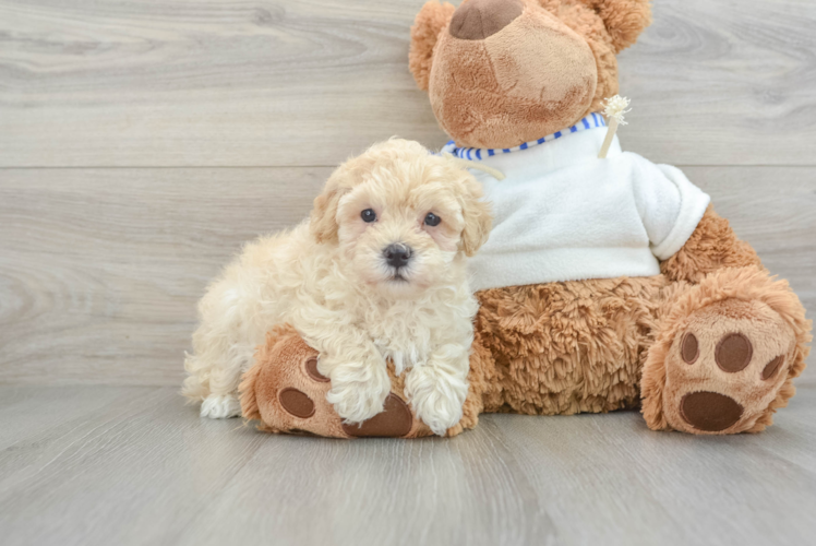 Small Maltipoo Baby