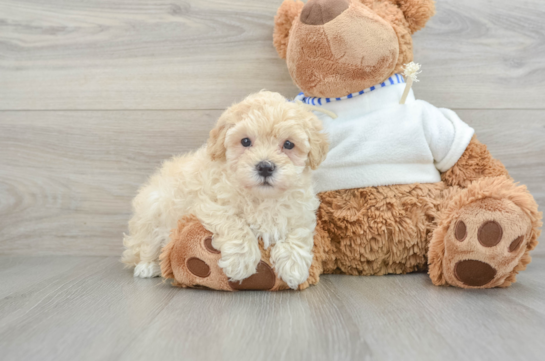 Small Maltipoo Baby