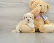 9 week old Maltipoo Puppy For Sale - Premier Pups