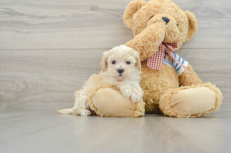 9 week old Maltipoo Puppy For Sale - Premier Pups