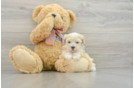 Maltipoo Puppy for Adoption