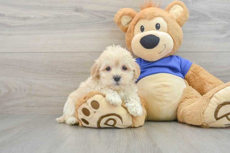 Maltipoo Pup Being Cute