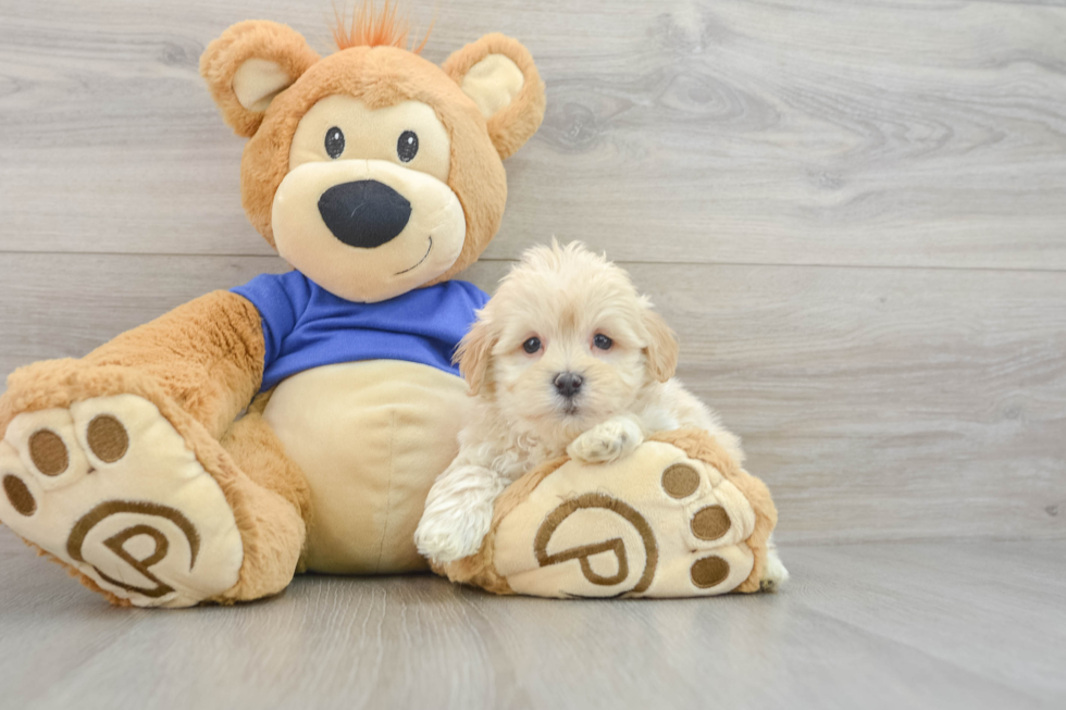 Fluffy Maltipoo Poodle Mix Pup