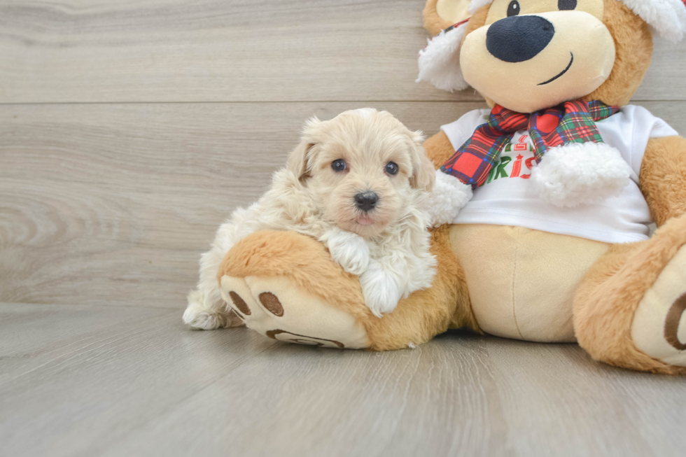 Maltipoo Puppy for Adoption