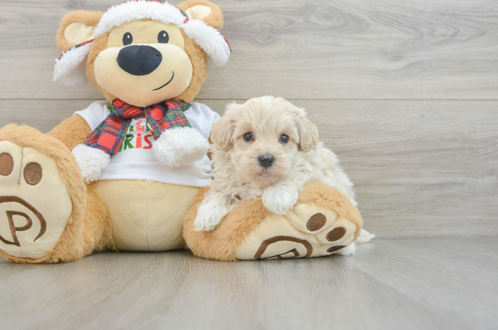 5 week old Maltipoo Puppy For Sale - Premier Pups