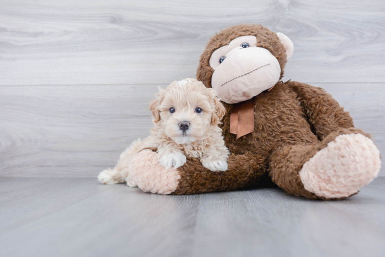 Friendly Maltipoo Baby