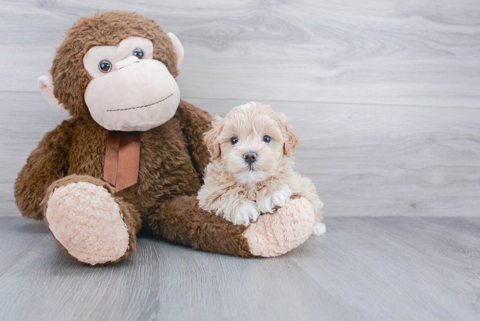 Maltipoo Puppy for Adoption