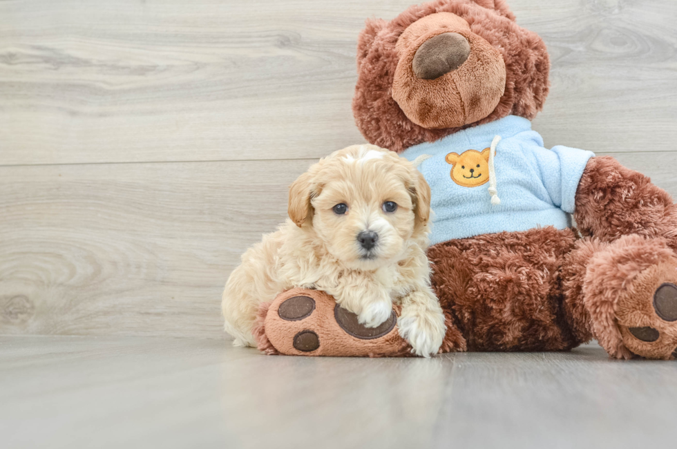 6 week old Maltipoo Puppy For Sale - Premier Pups