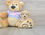 8 week old Maltipoo Puppy For Sale - Premier Pups