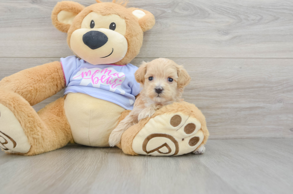 6 week old Maltipoo Puppy For Sale - Premier Pups