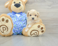 8 week old Maltipoo Puppy For Sale - Premier Pups