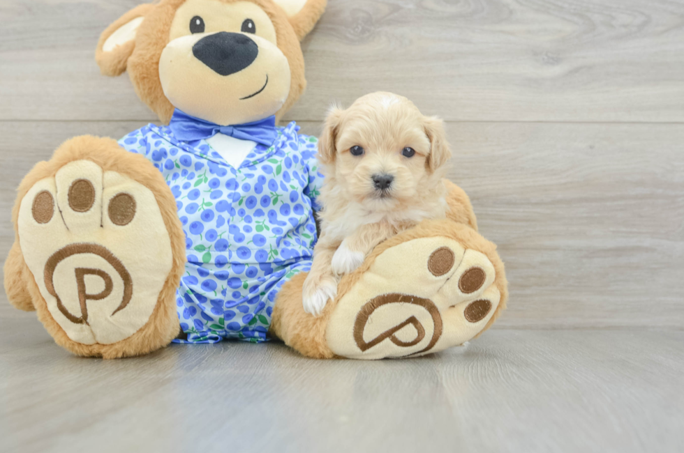 5 week old Maltipoo Puppy For Sale - Premier Pups