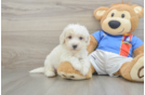 Popular Maltipoo Poodle Mix Pup