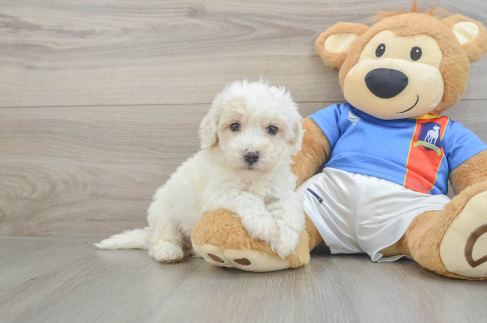 5 week old Maltipoo Puppy For Sale - Premier Pups