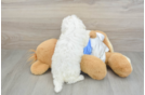 Smart Maltipoo Poodle Mix Pup