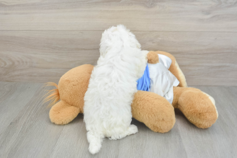 Smart Maltipoo Poodle Mix Pup