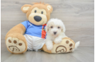 Playful Maltese Poodle Poodle Mix Puppy