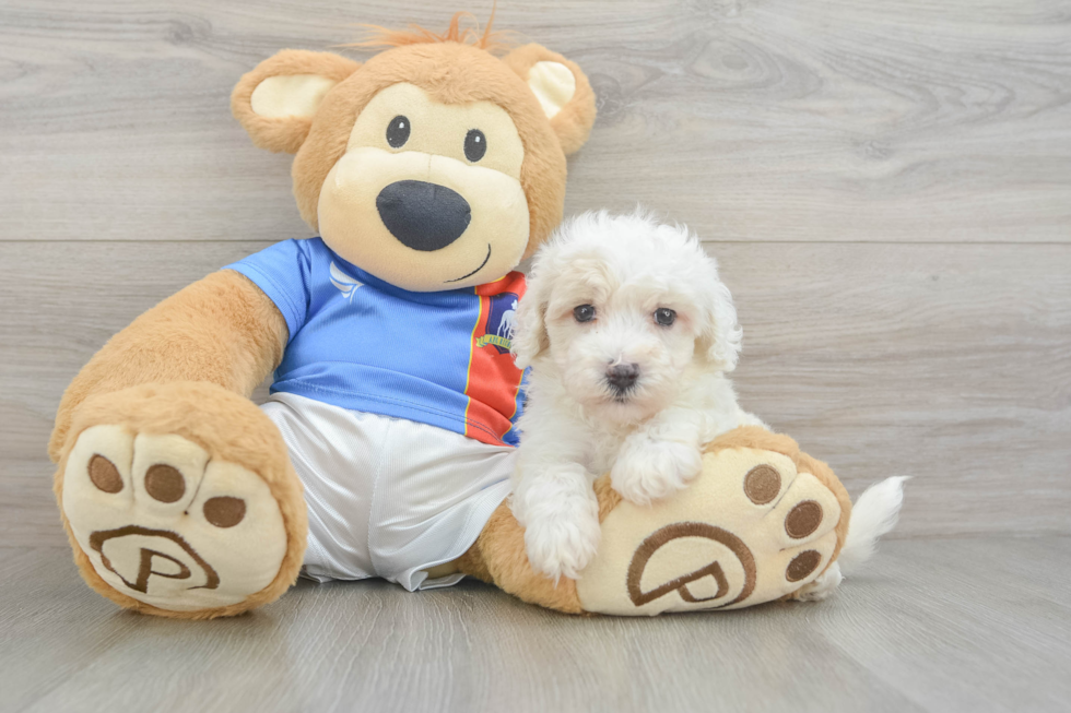 Playful Maltese Poodle Poodle Mix Puppy