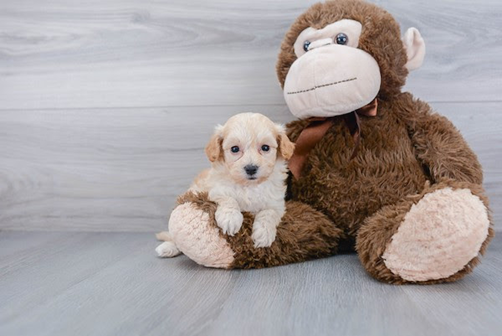 Maltipoo Puppy for Adoption