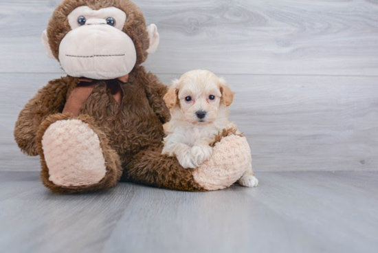 Friendly Maltipoo Baby