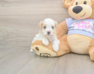 8 week old Maltipoo Puppy For Sale - Premier Pups