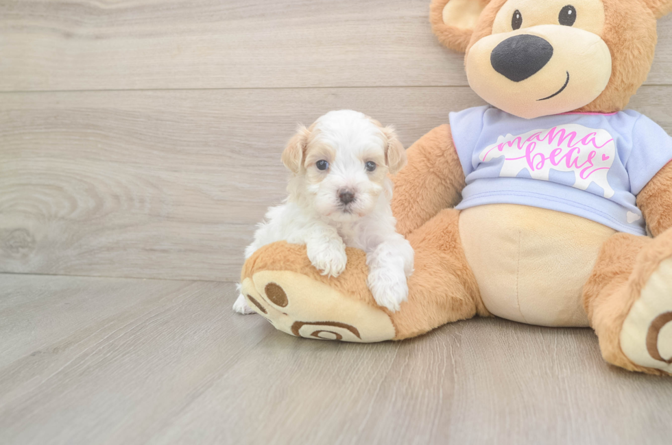 5 week old Maltipoo Puppy For Sale - Premier Pups