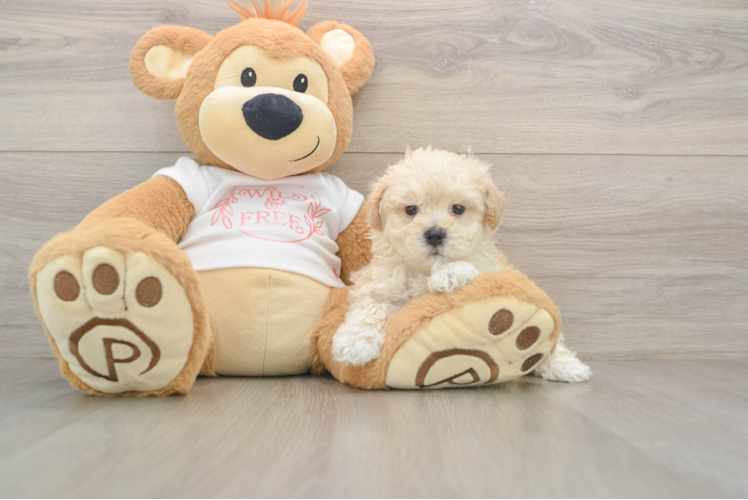 Friendly Maltipoo Baby