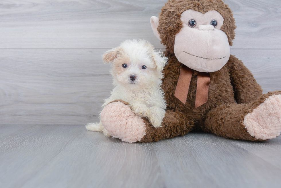 Maltipoo Pup Being Cute