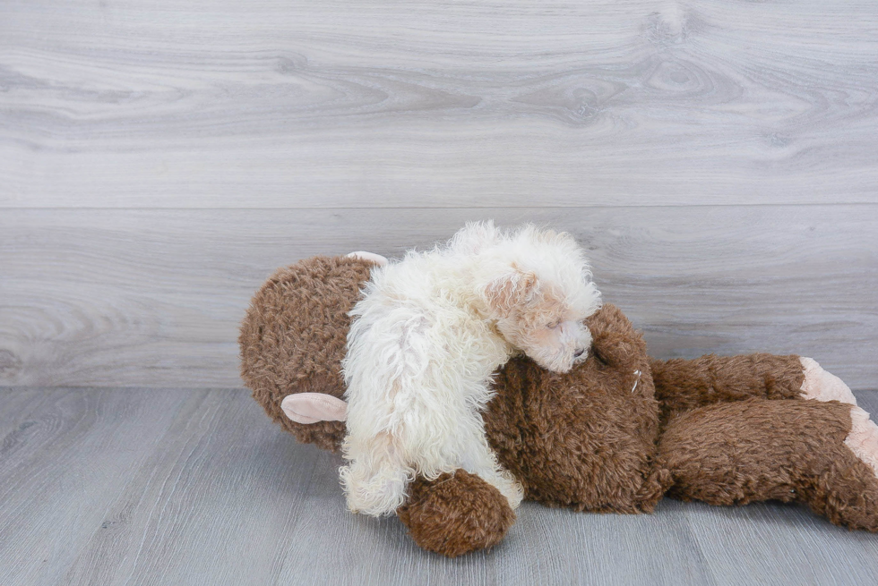 Best Maltipoo Baby