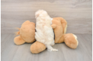 Best Maltipoo Baby