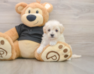 6 week old Maltipoo Puppy For Sale - Premier Pups