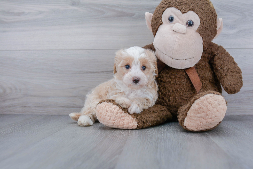 Maltipoo Puppy for Adoption