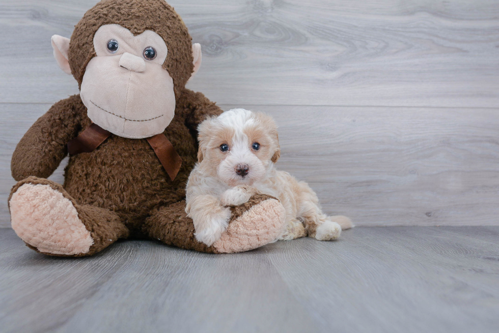 Best Maltipoo Baby